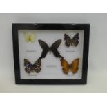 An assortment of butterflies in a case.