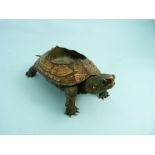 A Victorian taxidermy Terrapin, the shell set with a brass circular ashtray, 7?in (20cm) long.