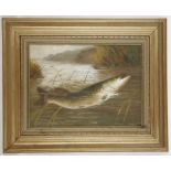 A sporting oil  painting study of a pike fish in r