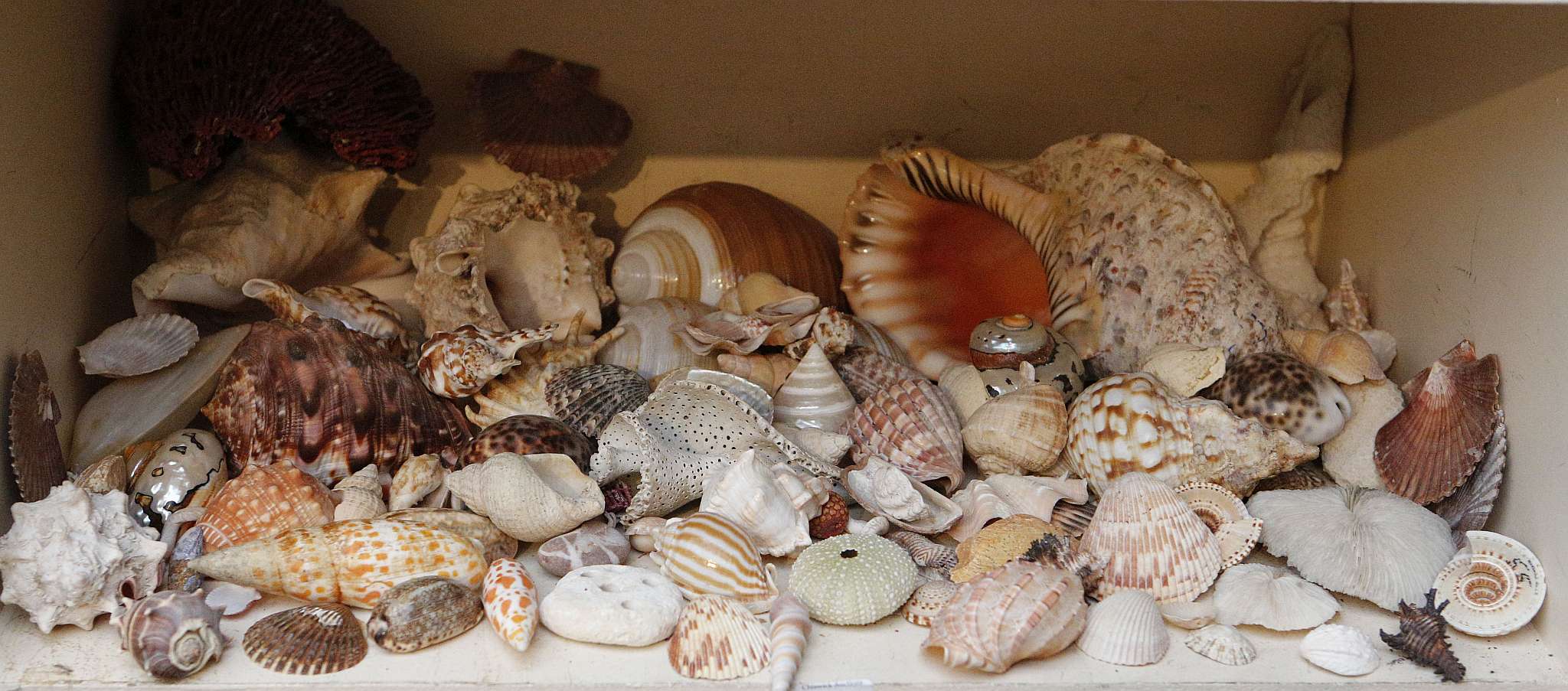 An interesting collection of colourful sea shells