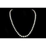 A natural freshwater pearl necklace, pearls: certi