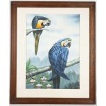 An ornithological oil painting study of blue macaws perched on tree boughs, oak framed. 54 x 39cm.