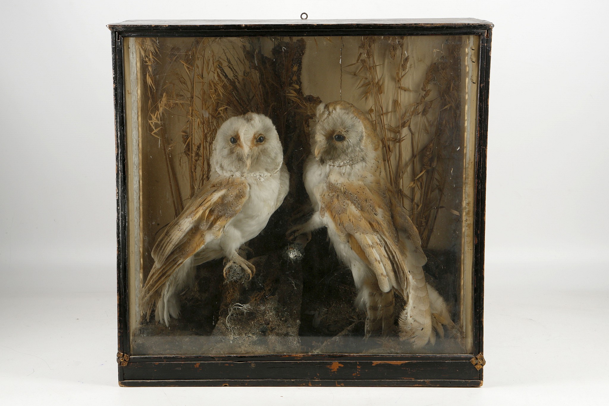 Taxidermy - a late 19th century stuffed and mounte