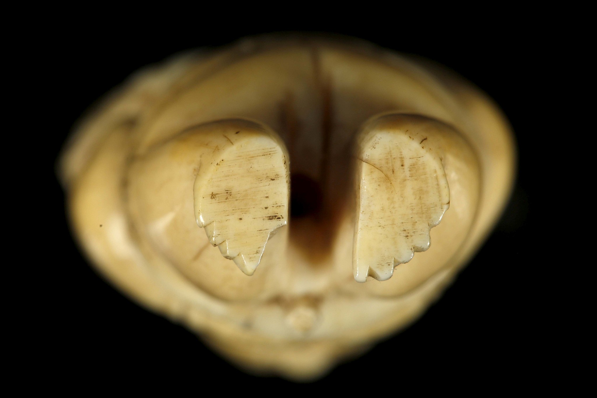 A JAPANESE IVORY NETSUKE FORMED AS A BOY. Meiji Period. Carved standing and holding a lotus - Image 6 of 6