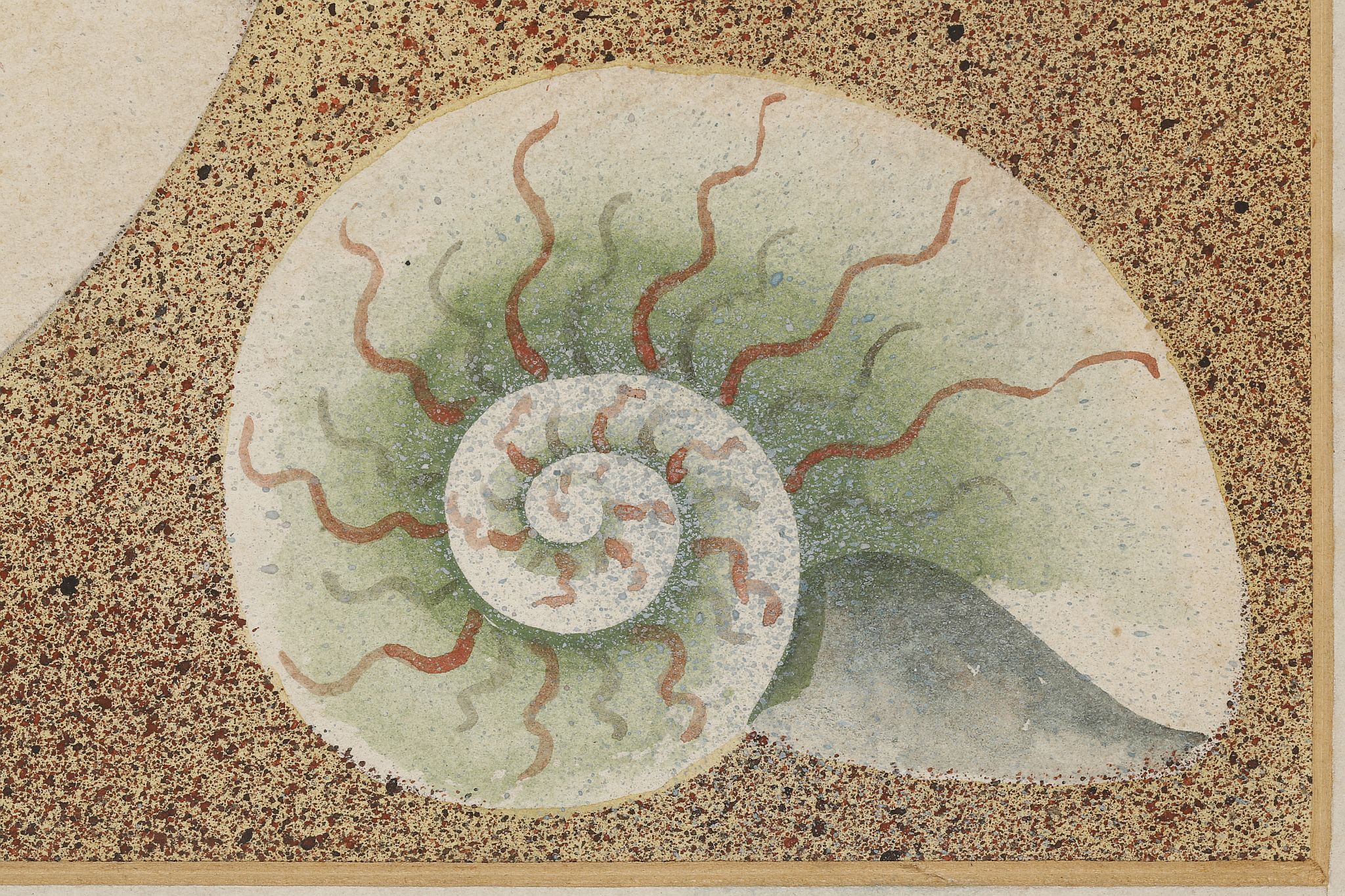 Roderick Bisson, 'Nautilus, Starfish in the Hand'. Watercolour, gouache, pencil and spray. A - Image 3 of 6