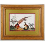A set of five pith paintings depicting colourful birds, late Qing dynasty, framed and glazed, 29 x