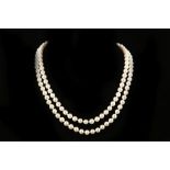 A single strand opera length, cultured rose pearl