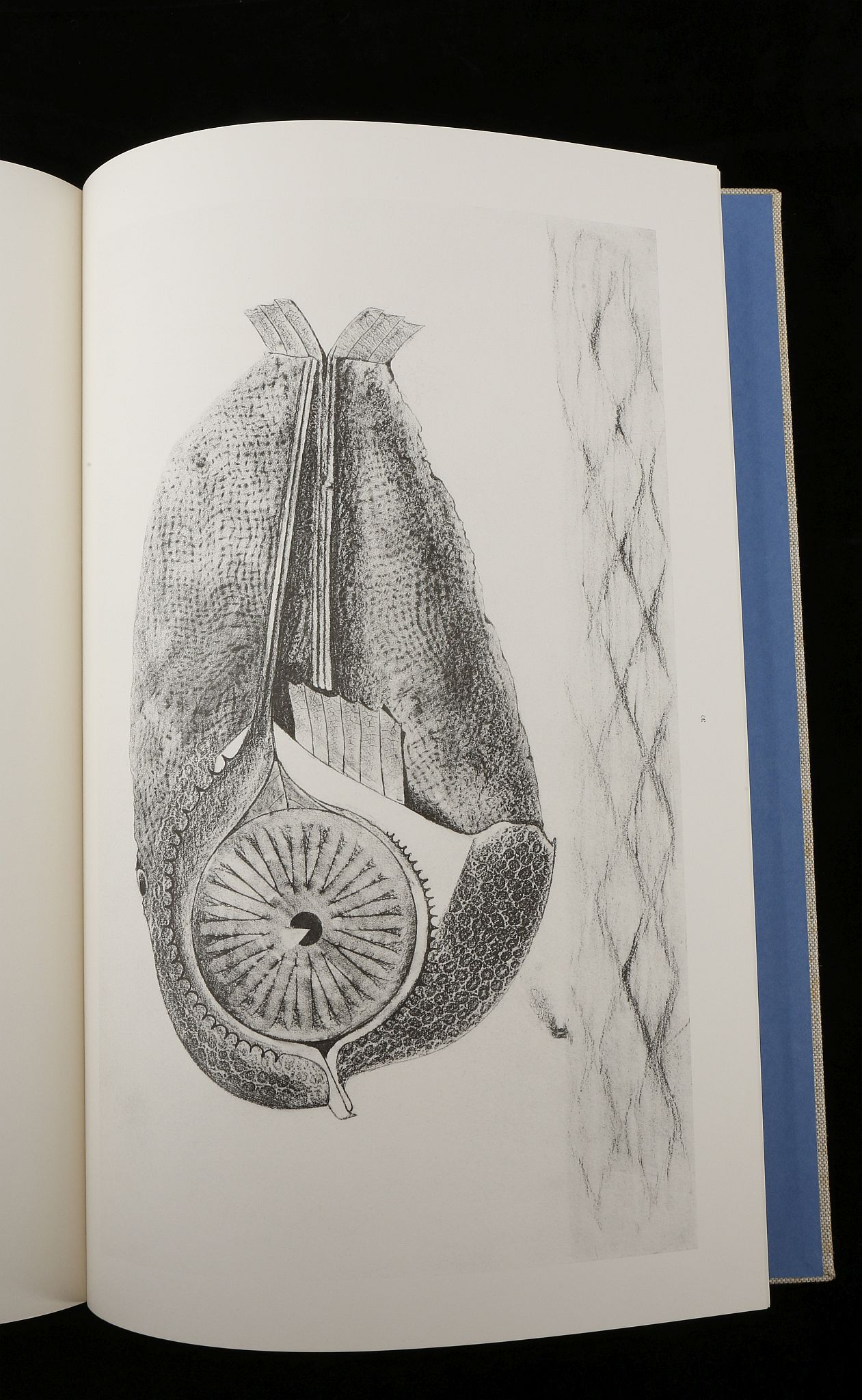 MAX ERNST - HISTOIRE NATURELLE, PUBLISHED BY THAME - Image 19 of 28