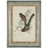 'The Graceful Trogon' and 'The Doubtful Trogon'. A good pair of mid 19th century ornithological