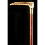 A CROP HANDLED DEER ANTLER CANE. The crop handle on a beech shaft with brass collar and ferrule,