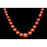 A coral necklace of rounded graduated beads, having yellow metal clasp. Total L: 61cm