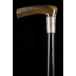A HORN CROP HANDLE CANE. The horn handle with hallmarked silver collar, Birmingham 1912, maker's