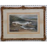 A framed oil painting study of a trout on a highland river bank in ornate gilt frame, 23 x 37.5cm.