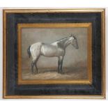 An oil painting study of a grey thoroughbred horse in a byre, 58.5 x 51cm.