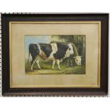 An oil painting pastural scene with bulls in a wooded field, oak framed, 24 x 36cm.