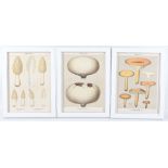 'Edible Funghi' a decorative set of colour plate lithographs and botanical studies, framed  (24)