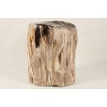 A tree stump fossil, 29cm high, Indonesian, beige, brown and black with visible tree rings to top,