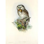 After J Gould & H C Richter/Birds/ four hand coloured ornithological prints,