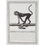 Nicholas Henri Jacob (French 1782-1871)/Storia Naturale Delle Scimie/eleven engravings,