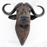 A taxidermy Cape buffalo head,