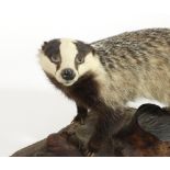 A taxidermy badger mounted on log,