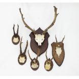 A set of fallow antlers on a shield-shaped board and five small sets of antlers mounted on boards,