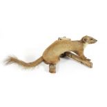 A taxidermy pine marten, mounted on a log,