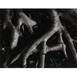Brett Weston (American, 1911-1993), "Banyan Roots, Hawaii," 1979