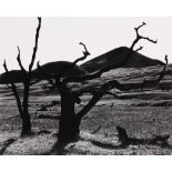 Brett Weston (American, 1911-1993), Untitled (landscape with barren trees), Hawaii, c. 1980