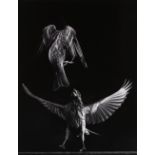 Harold Edgerton (American, 1903-1990), "Fighting Finches," gelatin silver print, pencil signed