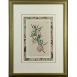 (lot of 6) Botanical Prints, including (3) 18th century hand-colored engravings published by W.