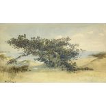 Gunnar Widforss (American/Swedish 1879-1934), Lone Tree, Monterey, watercolor, signed lower left,