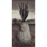 (lot of 8) Assorted Tree and Cactus Photographs (encased in lucite), each signed indistinctly verso,