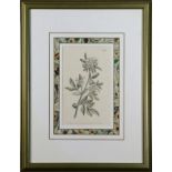 (lot of 2) Floral prints (20th century), hand-colored etchings, overall (largest): 29"h x 16.75"w
