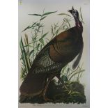 After John James Audubon (American, 1785-1851) "Wild Turkey," offset lithograph, unsigned,