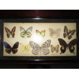 A cased display of exotic butterfly's