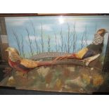 An Edwardian taxidermy diorama a golden pheasant and a Lady Amherst pheasant in a later glass case