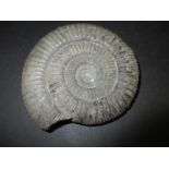 A good example of a fossilised Ammonite, the former property of Sir Harry Godwin, a fellow at