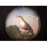 A late 19th early 20th century taxidermy diorama of a Dipper in an unusual domed wall mounted case