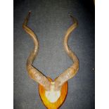 An Edwardian mounted set of horns from an African Greater Kudu