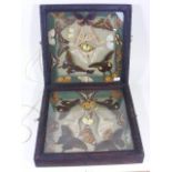 Two Early 20thC. Cased Butterfly Displays