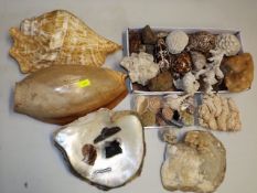 A Quantity Of Mixed Shell & Coral Finds