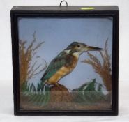 A C.1900 Taxidermied Kingfisher