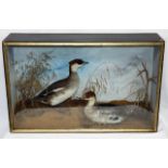 A C.1900 Taxidermied Pair Of Smew
