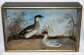 A C.1900 Taxidermied Pair Of Smew