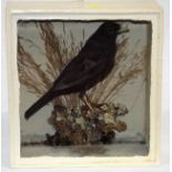 A C.1900 Taxidermied Blackbird