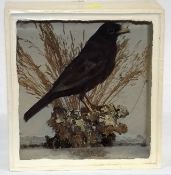 A C.1900 Taxidermied Blackbird