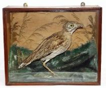 A C.1900 Taxidermied Stone Curlew