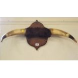 A Mounted Set Of Cow Horns