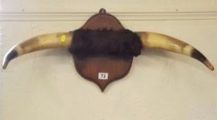 A Mounted Set Of Cow Horns